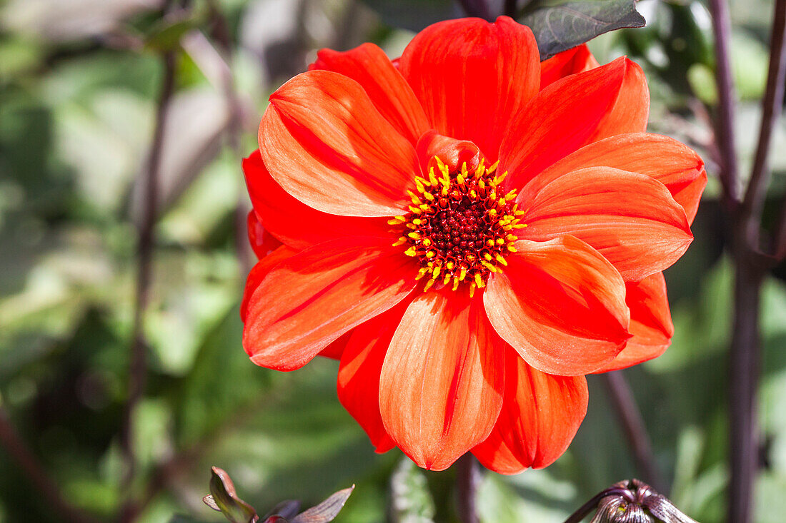 Dahlia 'Olympic Fire