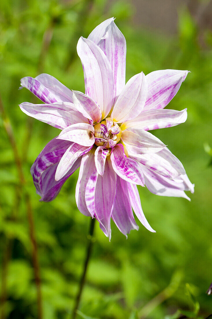 Dahlia Pink Giraffe