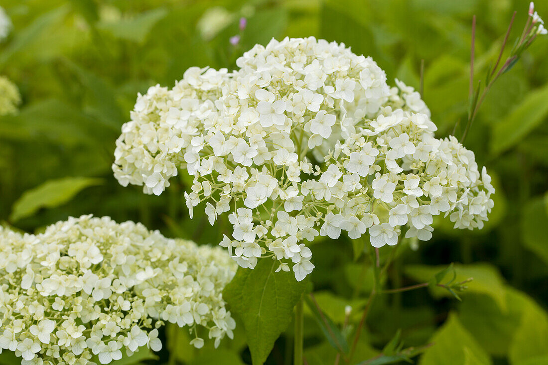 Hydrangea arborescens