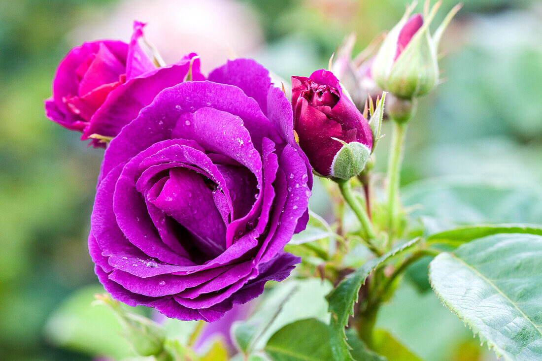 Rosa 'Rhapsody in Blue