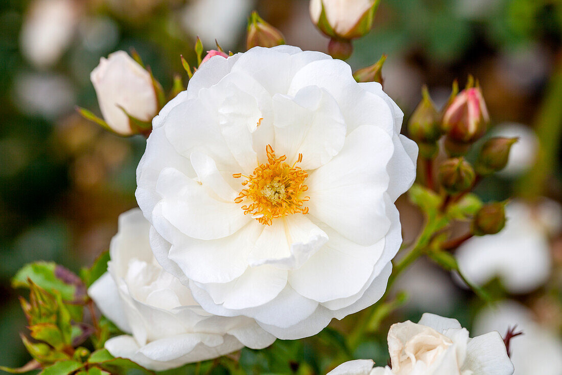 Rosa 'Innocencia'®