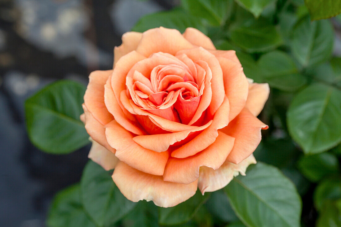 Rosa 'Ashram'®