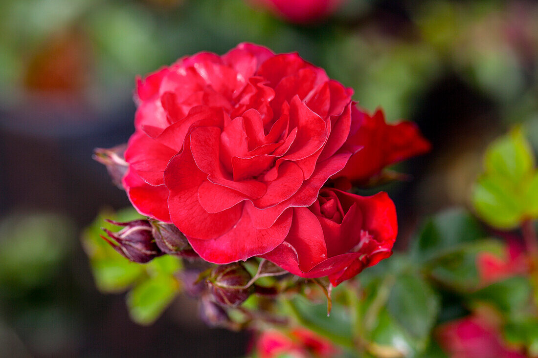 Rosa 'Gardener's Delight'®