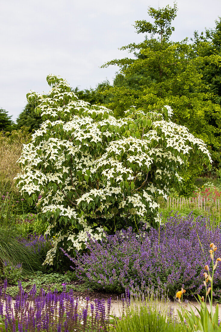 Cornus kousa 'White Fountain'