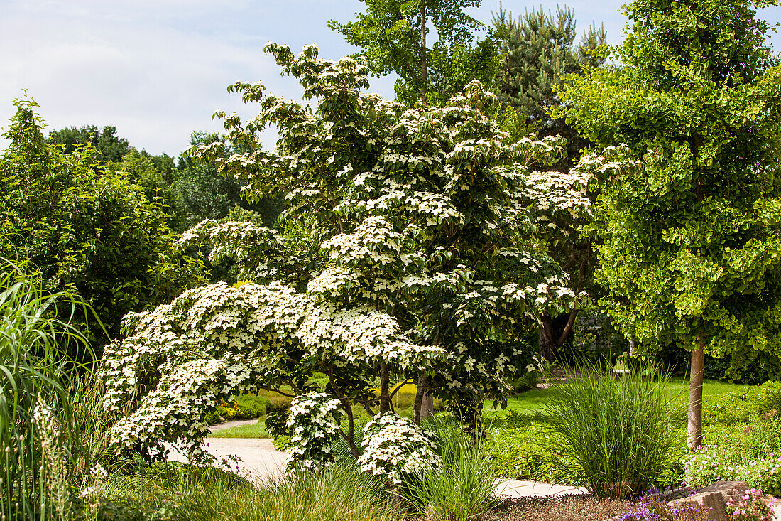 Cornus kousa chinensis 'Wieting's Select'.