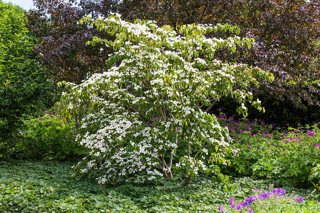 Cornus kousa Gold Star