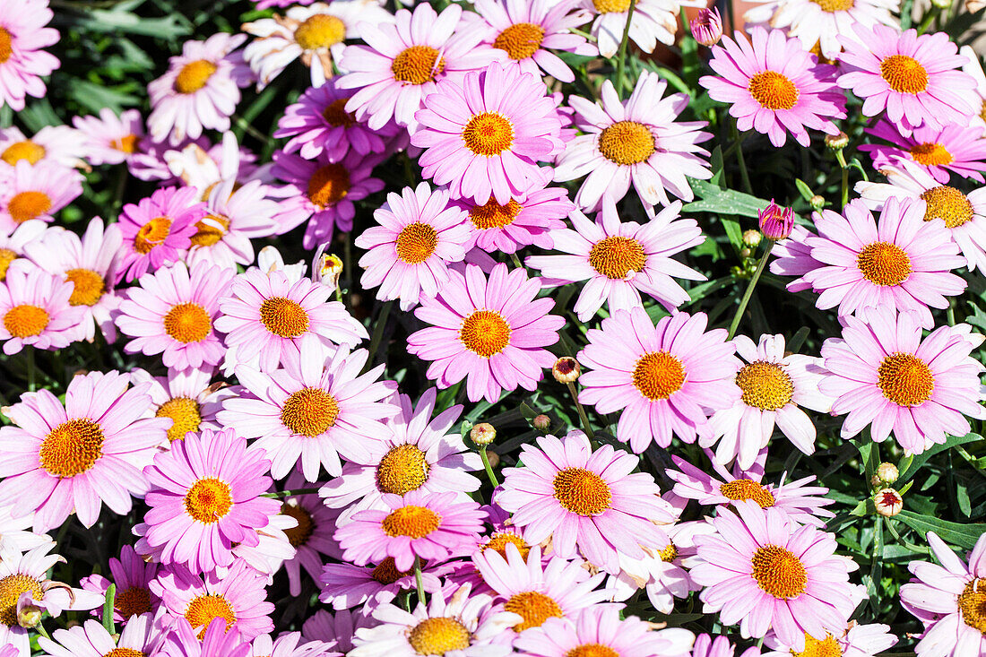 Argyranthemum frutescens, pink