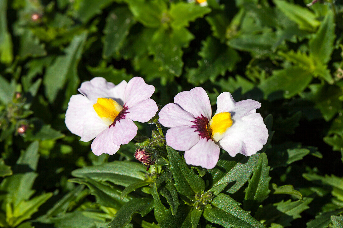 Nemesia SUNSATIA™ PLUS 'Little Coco'