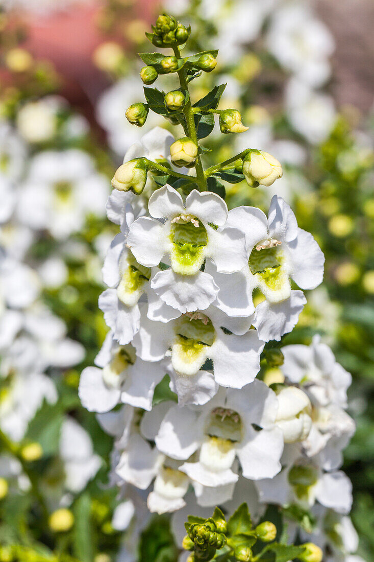 Angelonia angustifolia 'Archangel White'