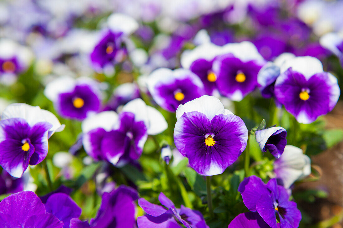 Viola cornuta