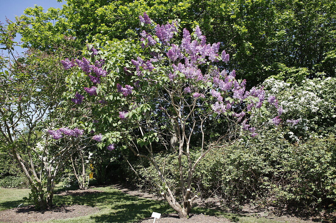 Syringa vulgaris 'Clarance d.v. zandt'