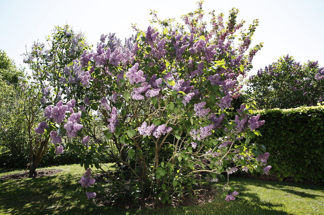 Syringa vulgaris 'blue skies