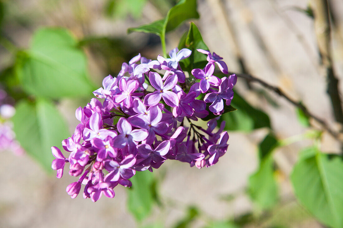 Syringa vulgaris, lila