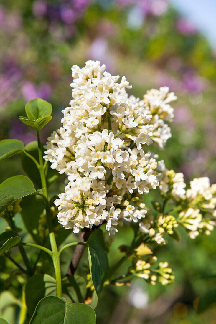 Syringa vulgaris, white