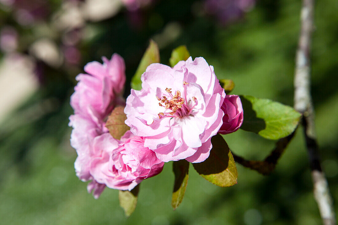 Malus 'Brandy Magic'