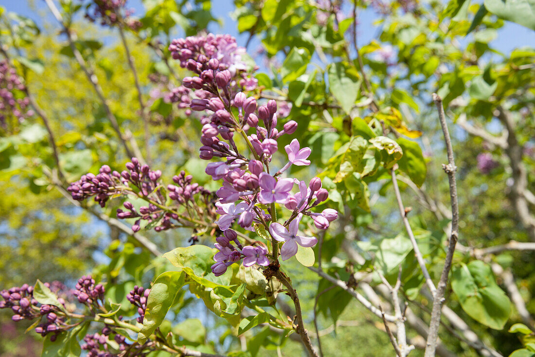 Syringa hyacinthiflora 'Lamartine'