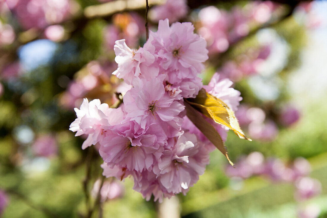 Prunus sargentii