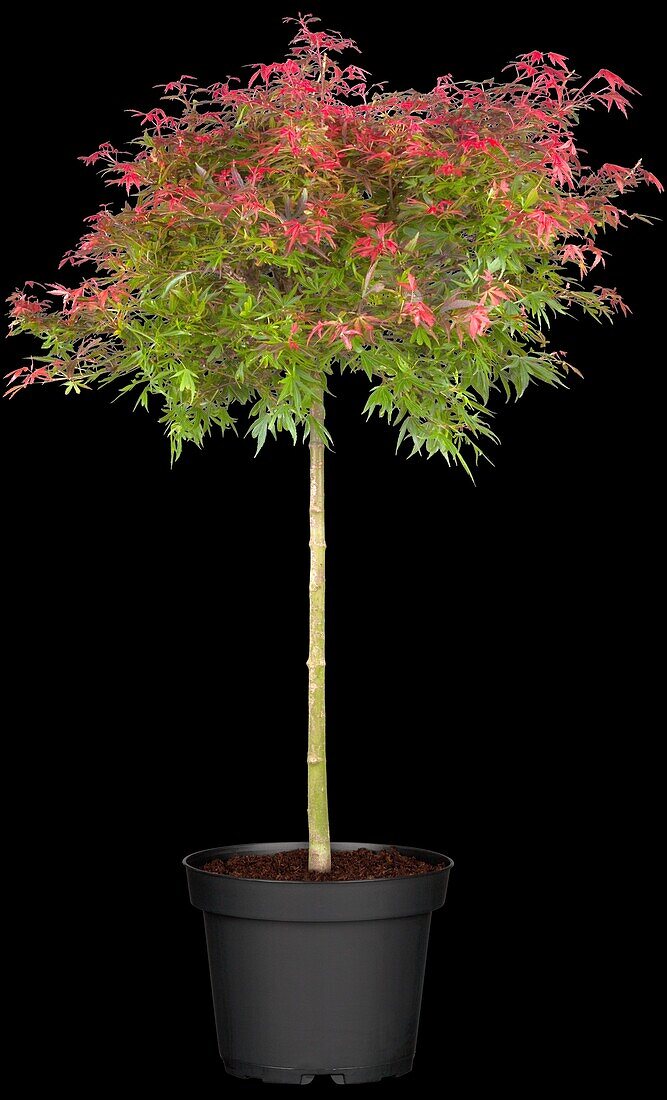 Acer palmatum 'Shaina', Stamm