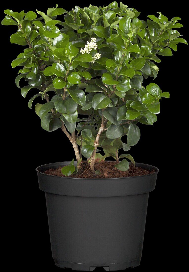 Ligustrum japonicum 'Rotundifolium' (English)