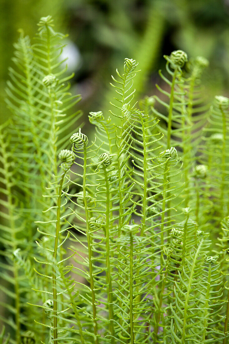 Blechnum spicant