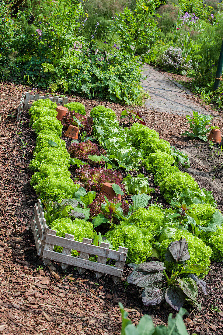 Lactuca sativa var. crispa 'Lollo bionda'