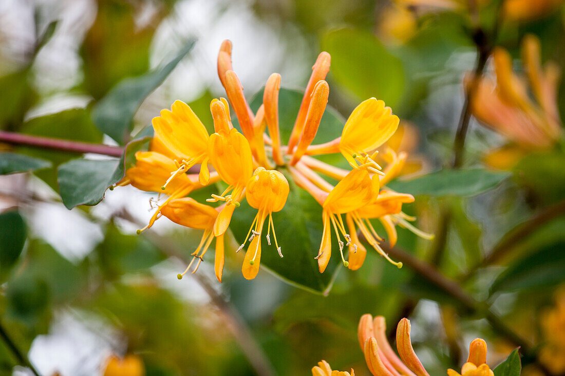 Lonicera tellmanniana