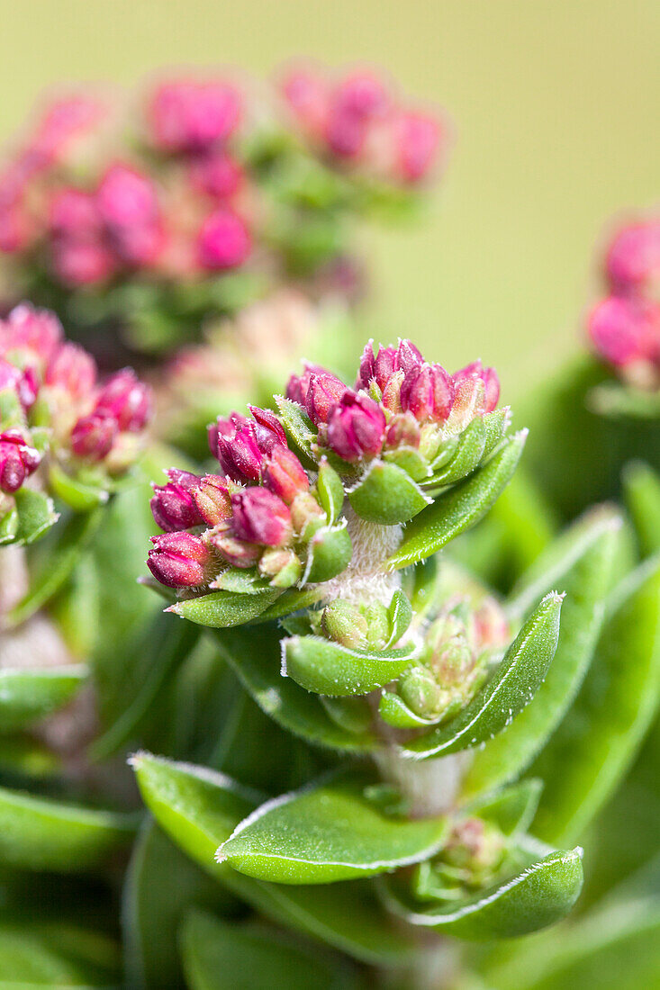 Crassula schmidtii