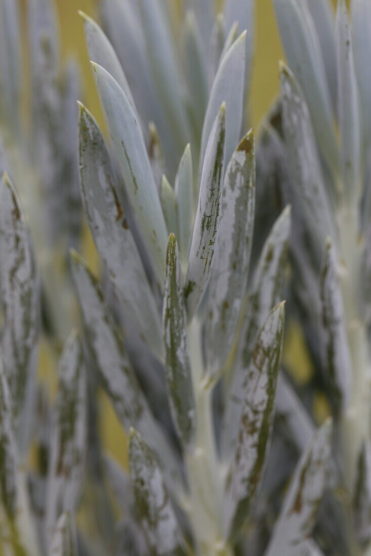 Senecio 'Aquarine'®