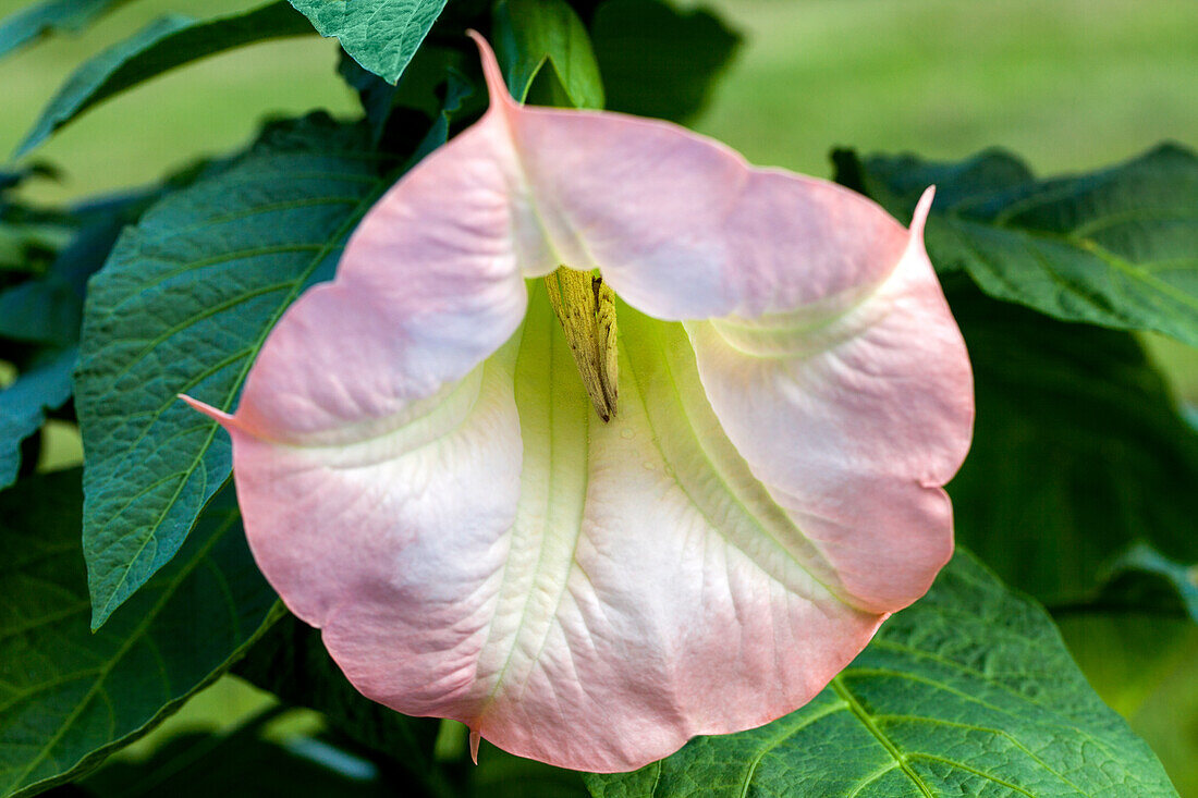 Datura