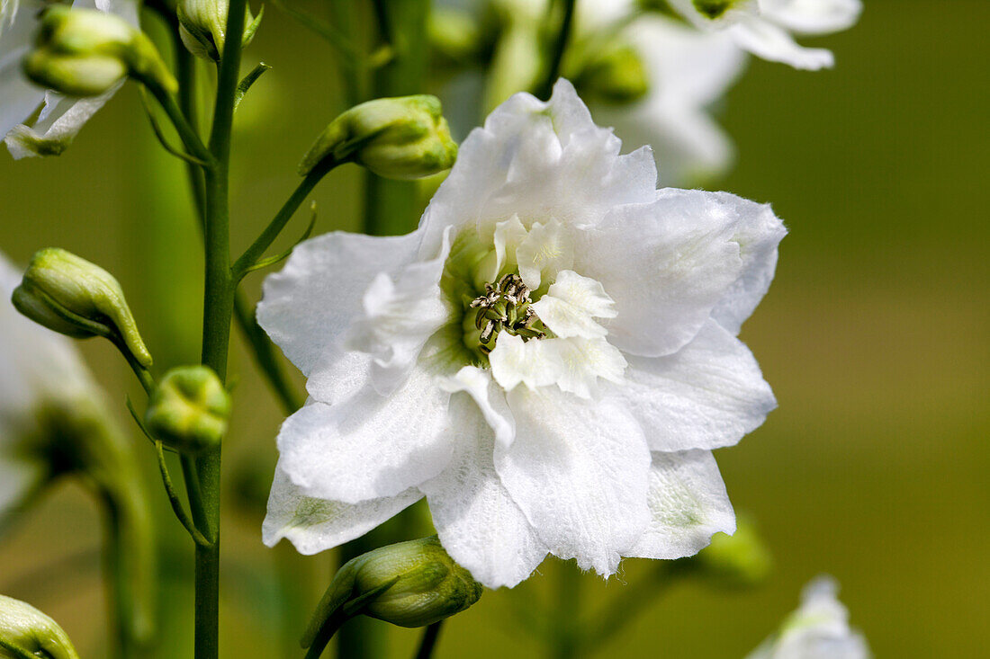 Delphinium 'Magic Fountain', weiß