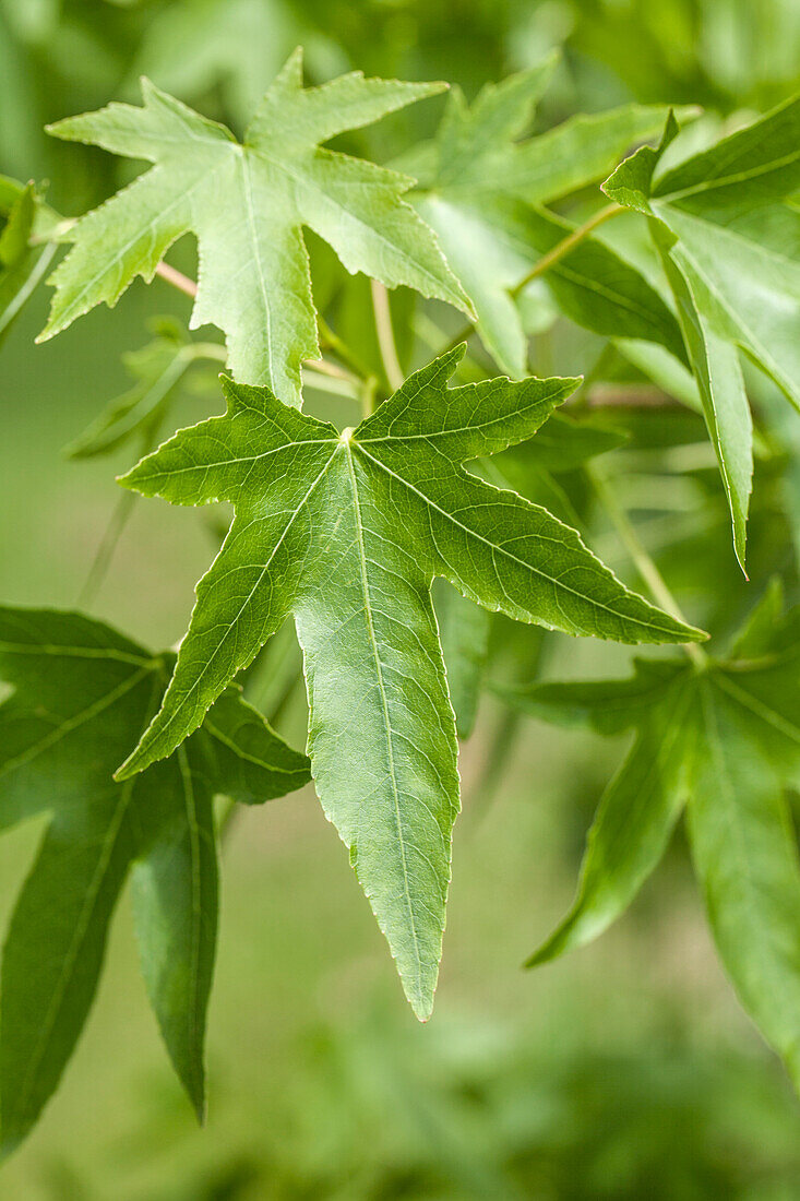 Liquidambar styraciflua