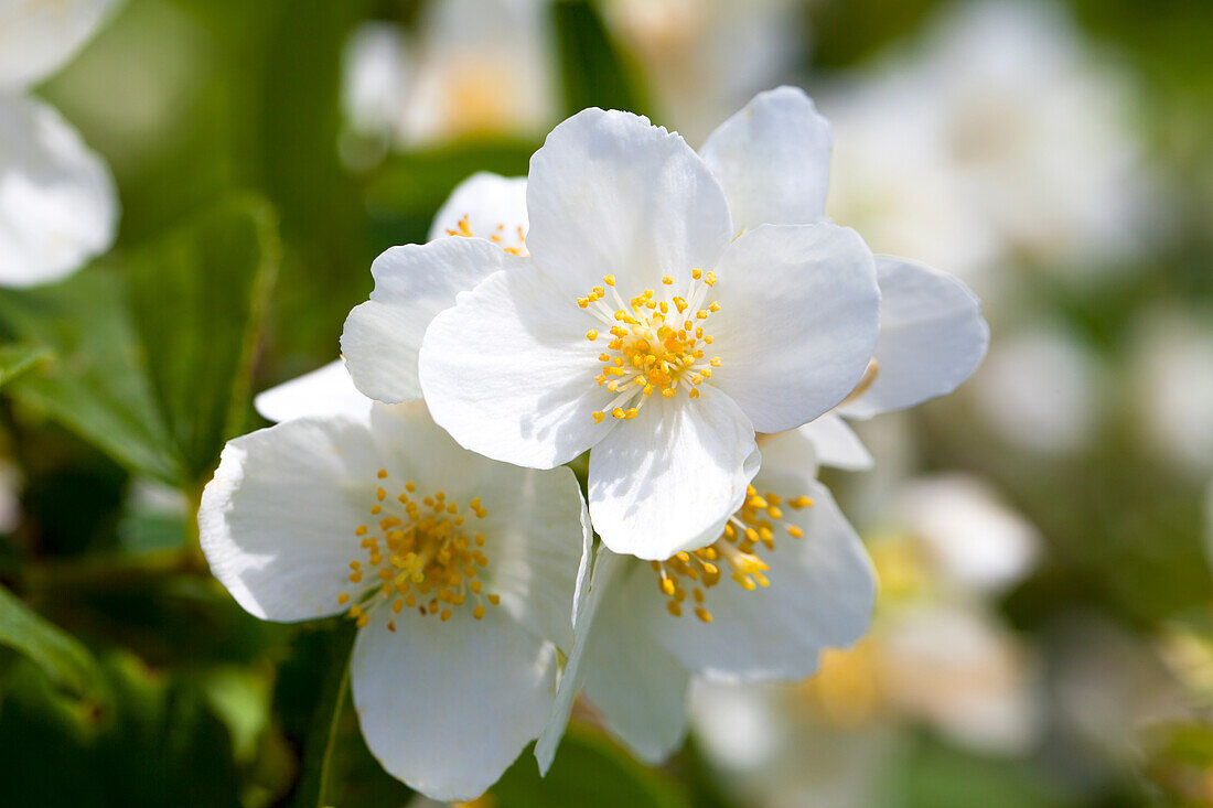 Philadelphus coronarius