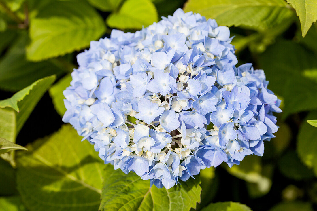 Hydrangea macrophylla, blau