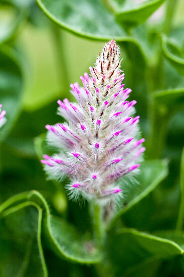 Ptilotus exaltatus 'Joey'®