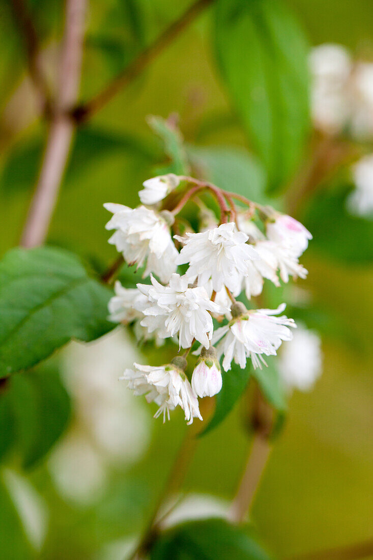 Deutzia scabra 'Pride of Rochester'.