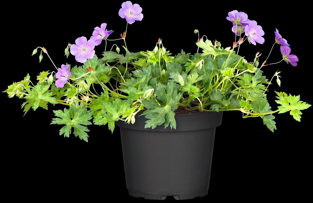 Geranium 'Rozanne'®