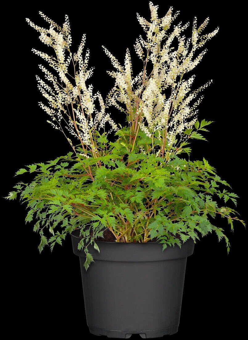 Aruncus 'Bronze' aethusifolius