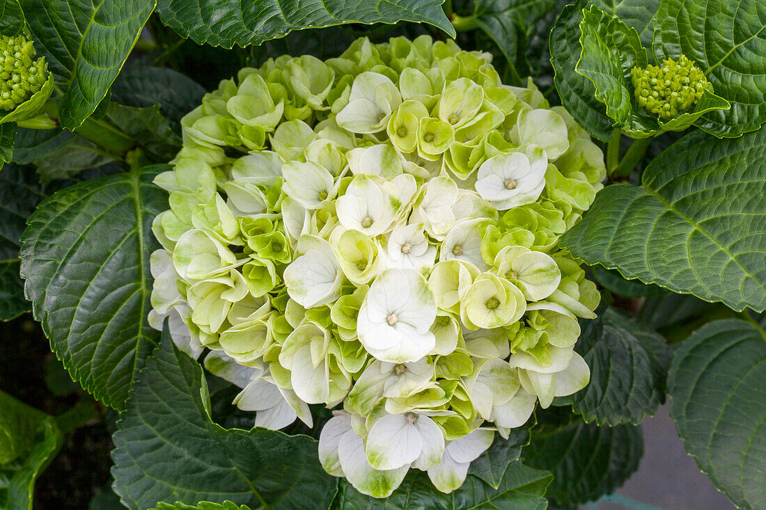 Hydrangea macrophylla 'Wedding Hydrangea®