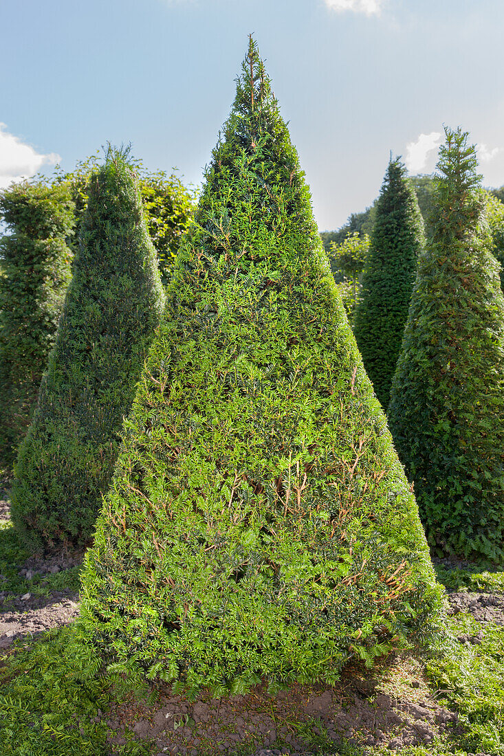 Taxus baccata