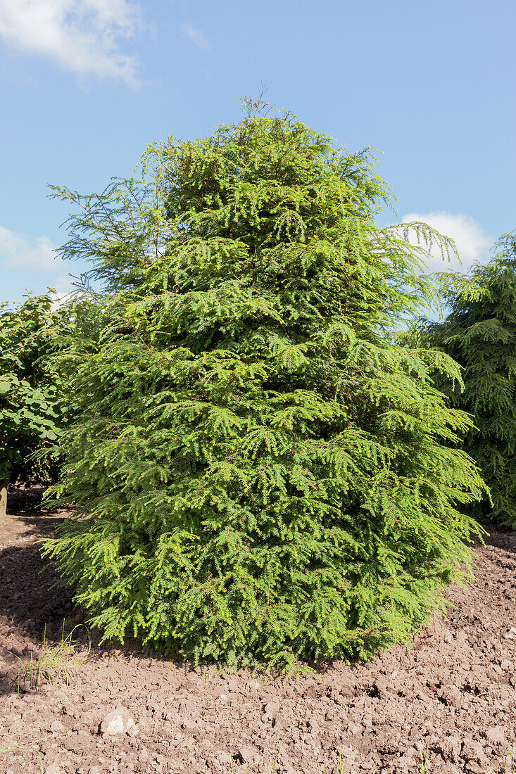 Tsuga canadensis 