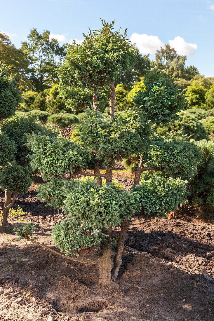 Chamaecyparis pisifera 'Boulevard'