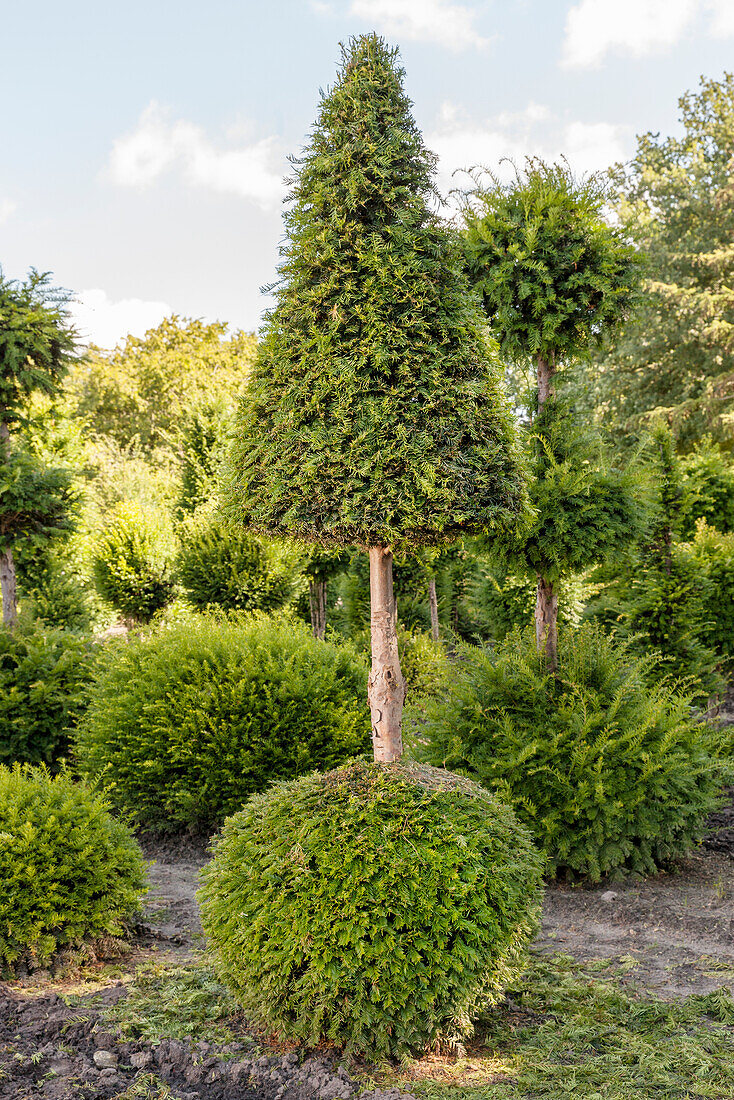 Taxus baccata, Kegel