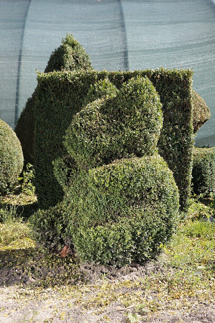 Buxus sempervirens var. arborescens