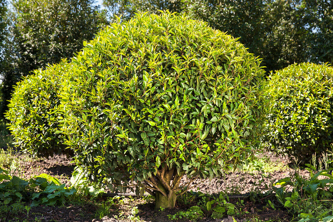 Prunus lusitanica 'Angustifolia', globe tree