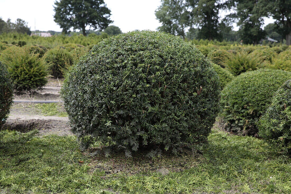 Taxus baccata 'Schwarzgrün'