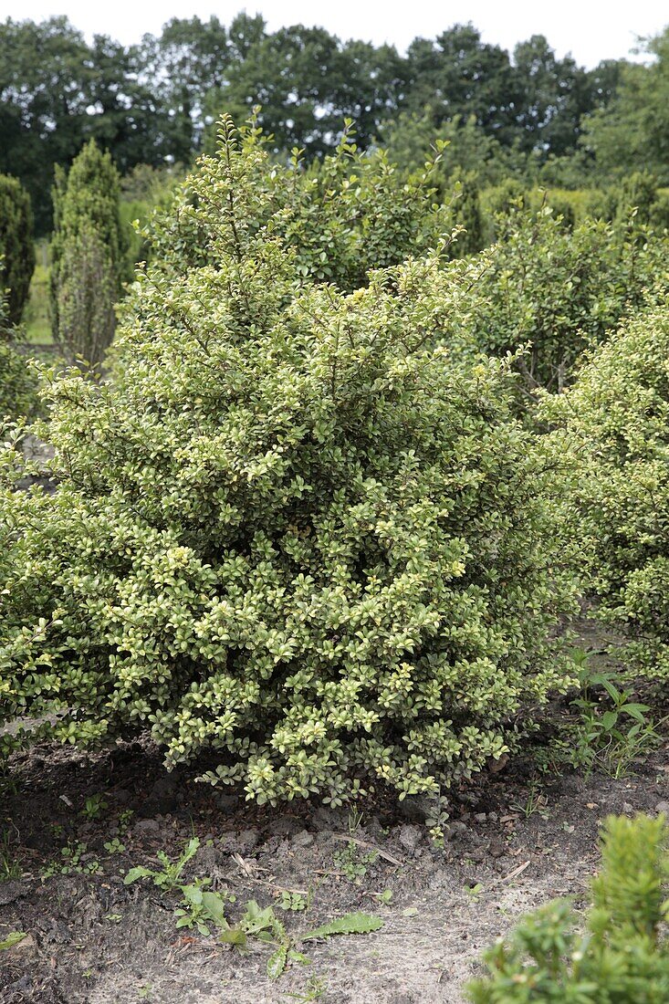 Ilex crenata 'Wiesmoor Silber' (Silver Meadow Moor)