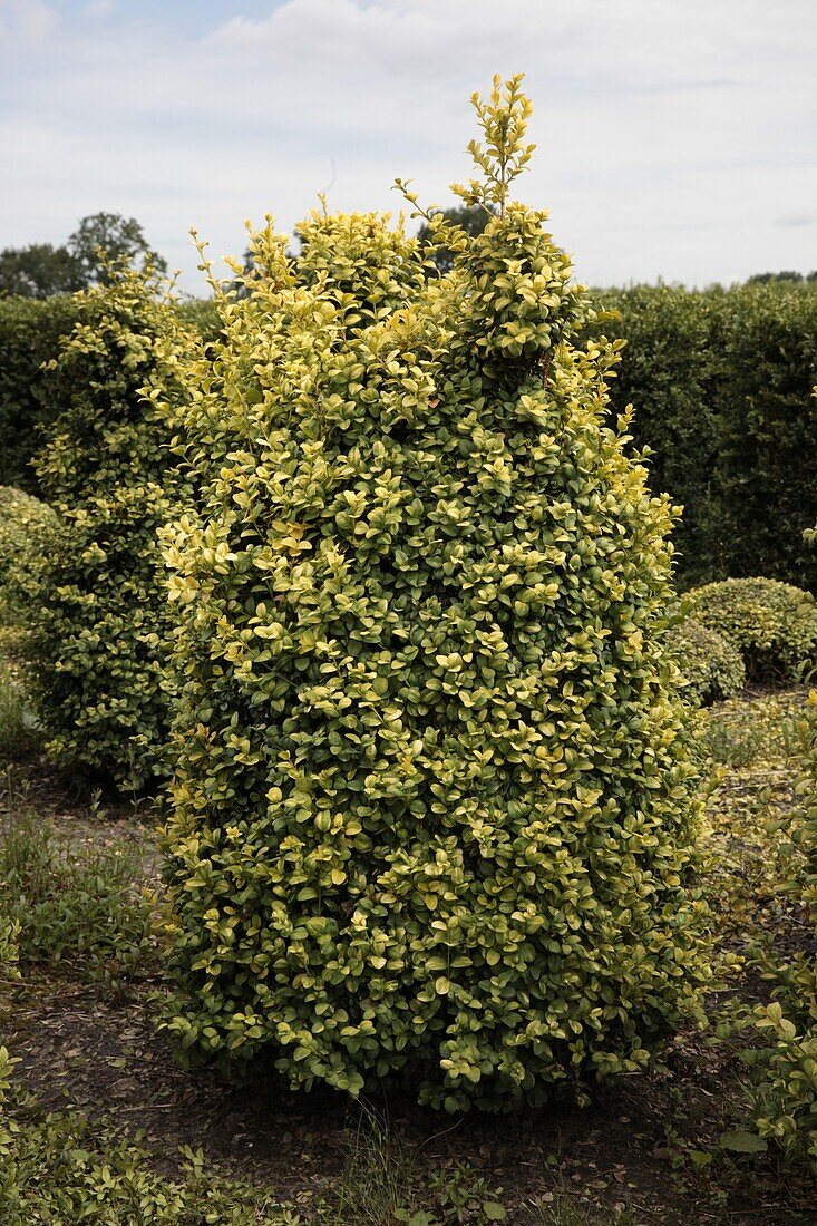 Buxus sempervirens 'Aureovariegata'.