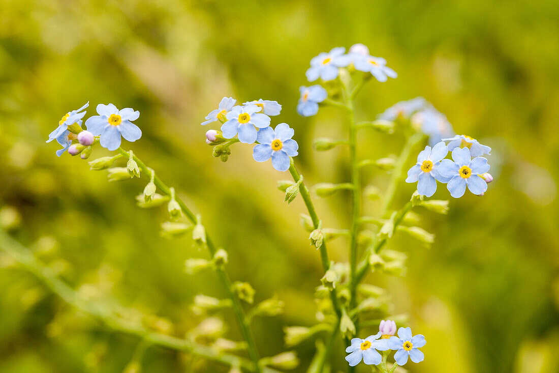 Myosotis scorpioides 'Thüringen' (Thuringia)