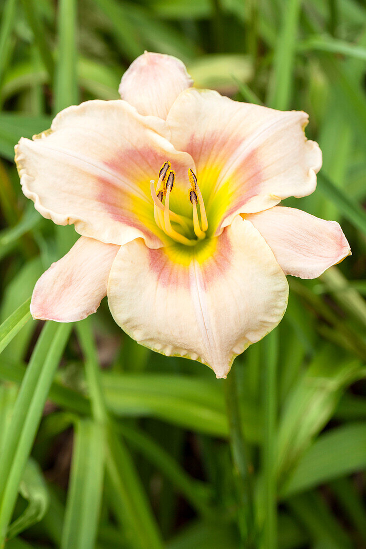 Hemerocallis Baby Blues