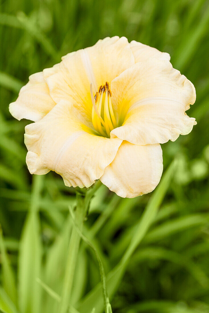 Hemerocallis 'August Blight'